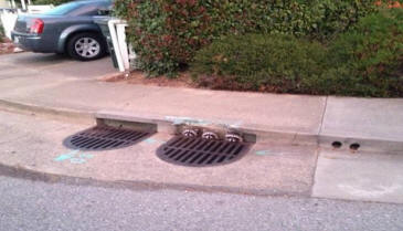 image of racoon storm drain